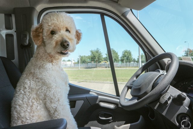 multas por llevar al perro en el coche de forma inadecuada