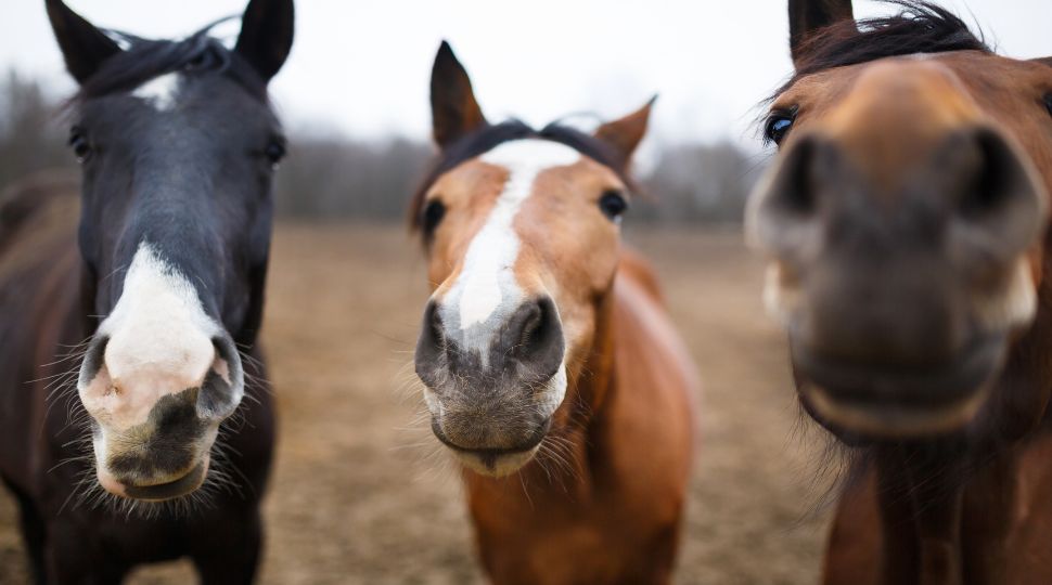 Tres caballos juntos en un recinto exterior