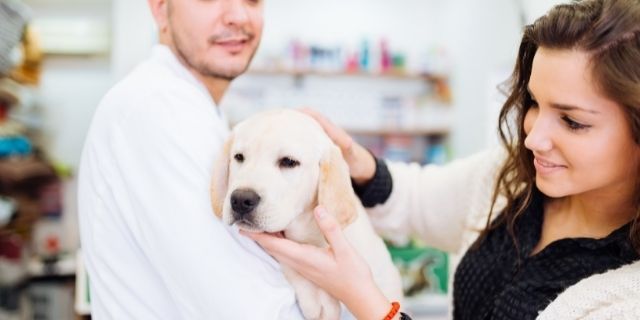 perra embarazada en el veterinario