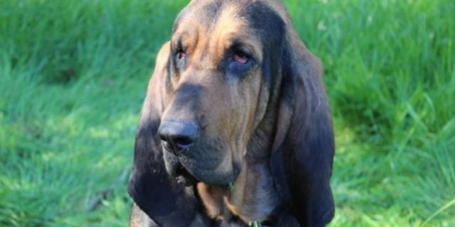 meditación Memorizar Scully Perro de San Huberto o Bloodhound: Mejor sabueso del mundo
