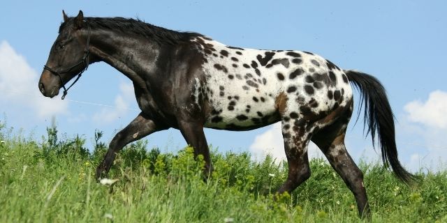 caballos Appaloosa