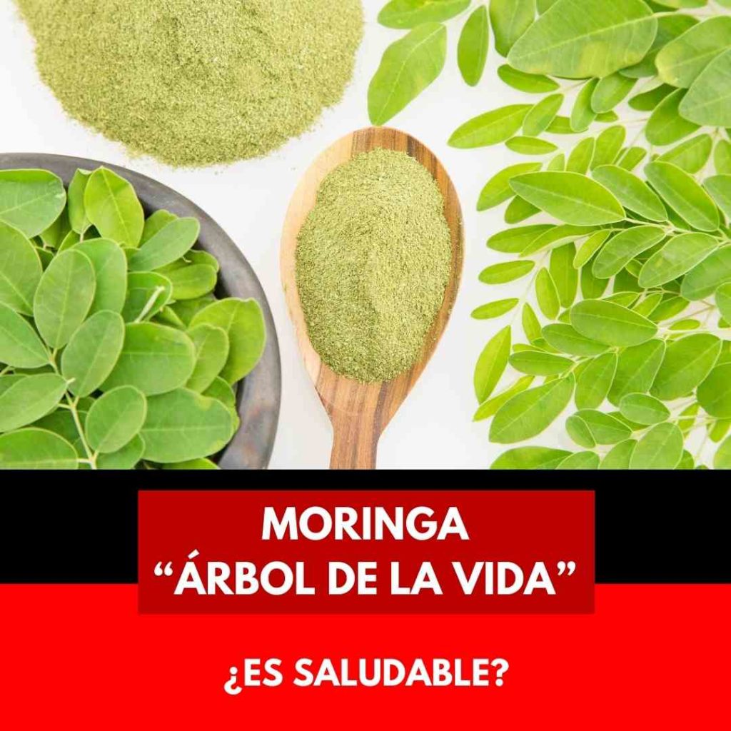 moringa arbol vida