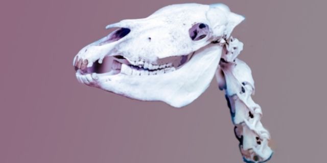 esqueleto cabeza de caballo