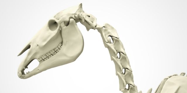 esqueleto con huesos de caballo