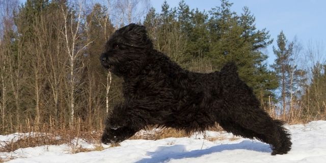 terrier ruso negro