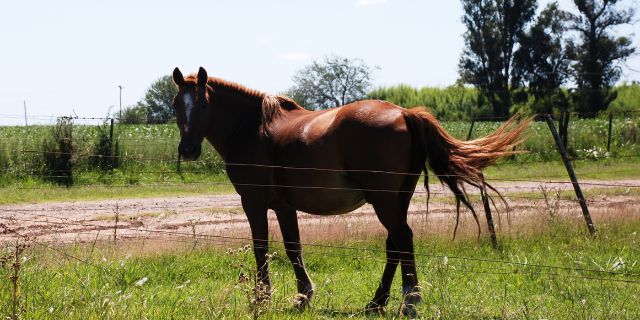 caballo Alazán