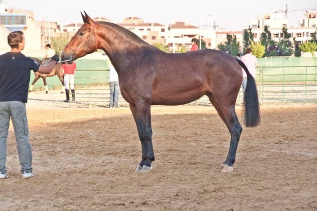 caballo de Nacho Vidal