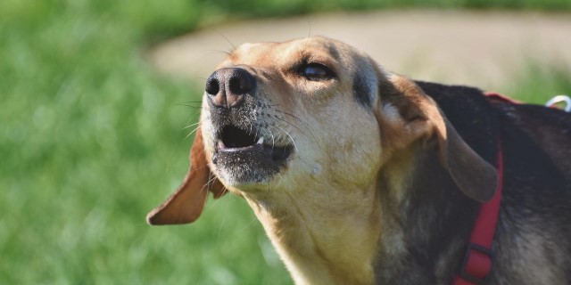 domesticación de los perros
