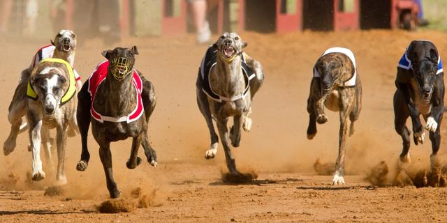 greyhound, lebrel o galgo inglés, el perro más rápido del mundo