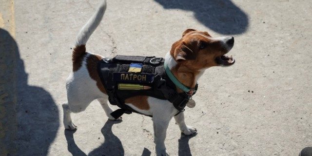 Patrón el perro que detecta explosivos en Ucrania
