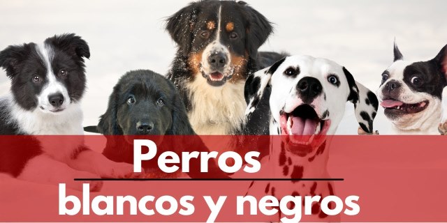 perros blancos y negros