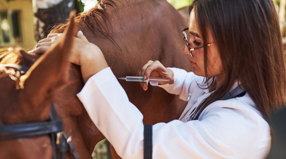 Veterinaria administrando una inyección a un caballo