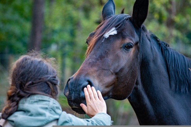 acupuntura en un caballo