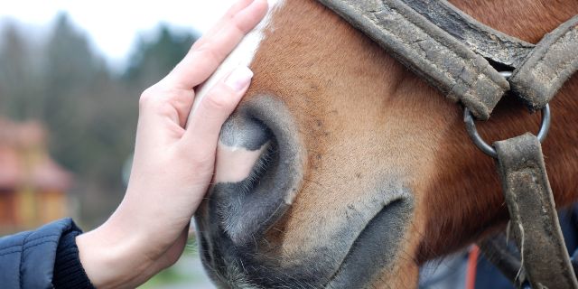 acupuntura en caballos