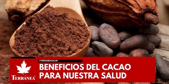 cacao y sus beneficios para la salud