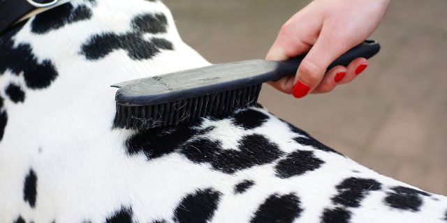 cepillado continuo del pelo de perro en verano
