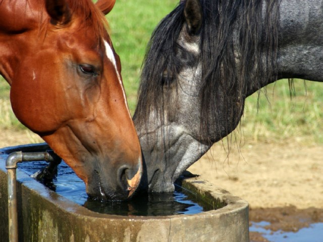 aliviar golpe de calor en caballos