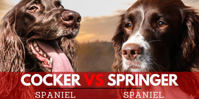 springer vs cocker spaniel diferencias