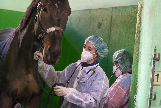 veterinary training to work with horses