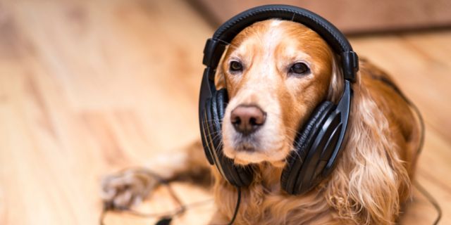 música para un perro