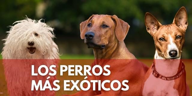 perros exóticos