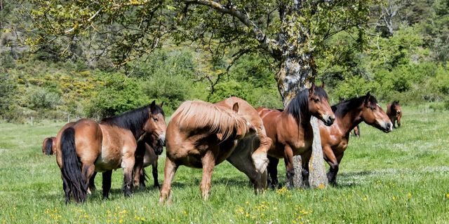 Pottokas, caballos del País Vasco