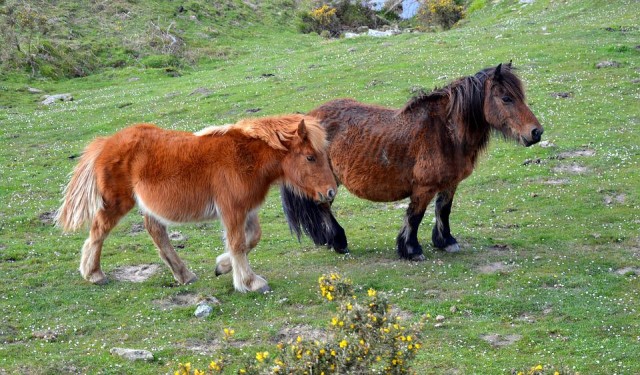 Pottokas horses in Cáceres