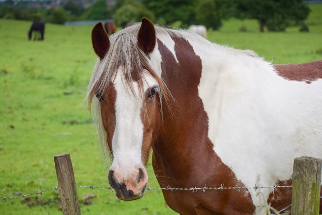 capas de color de un caballo