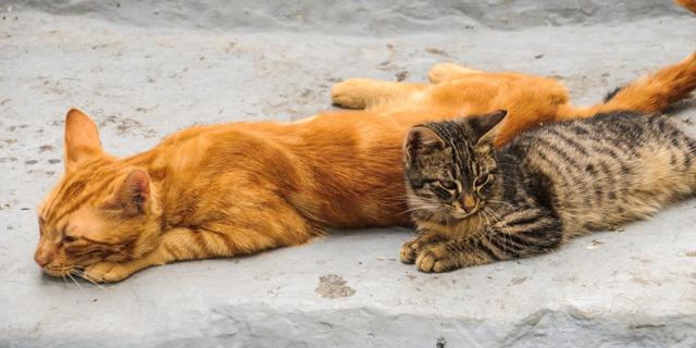 colonias felinas en la Ley de Bienestar Animal