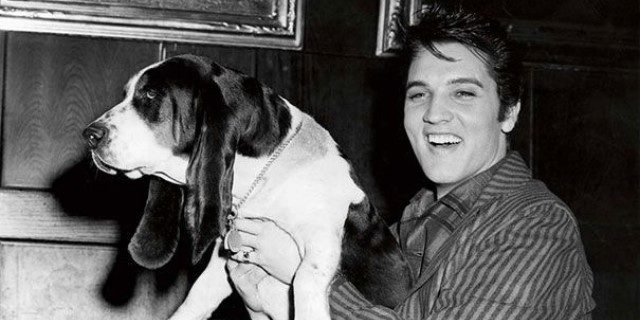 El perro de Elvis