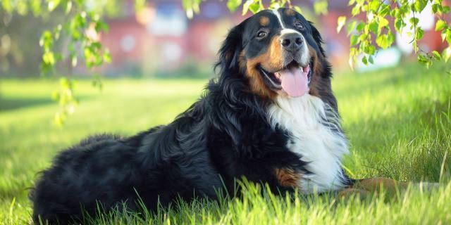 perros grandes como éste podrán montar en el AVE