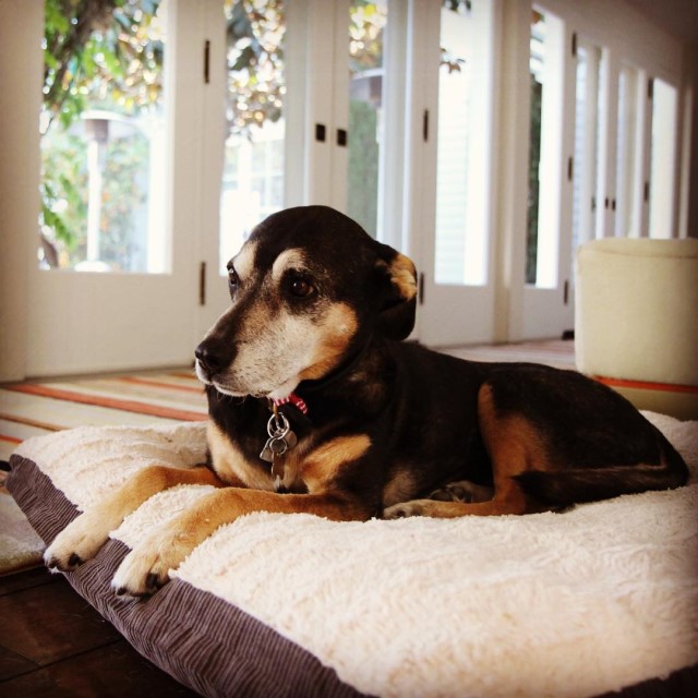 Lupe el perro de Salma Hayek