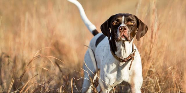 perros de caza en la ley de bienestar animal