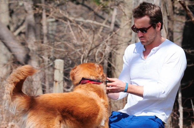 perro de Ryan Reynolds