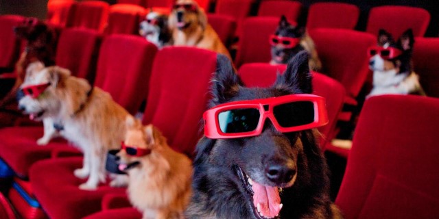 cines para perros