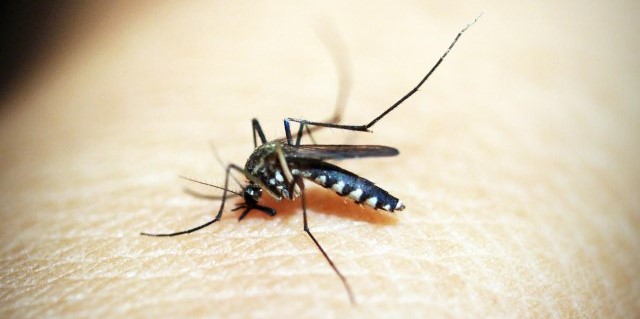 Picadura de insecto puede provocar dengue