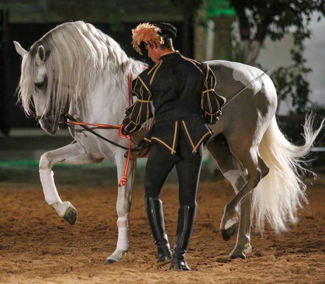 Caballo PRE en Cabalcor 2022