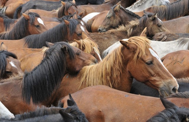 población de caballos salvajes