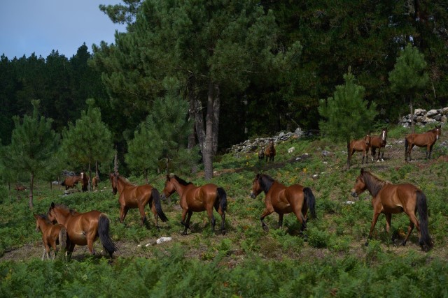 descenso de la población de caballos salvajes en Galicia