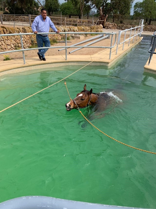 hidroterapia con caballos