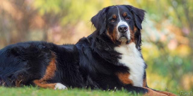 Boyero de Berna es un perro con manchas marrones negras y blancas