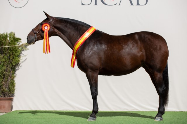caballos SICAB en Sevilla