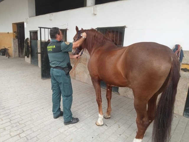 Estaba en subasta con caballos PRE