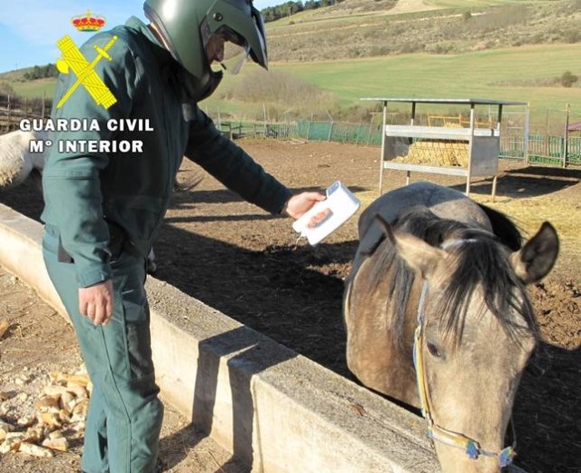 posible estafa en subasta con caballos