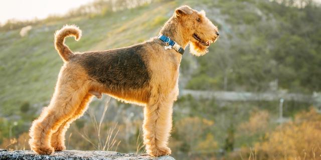 Airedale Terrier perro