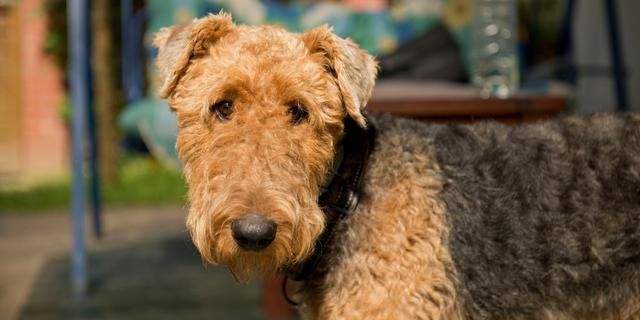 Airedale Terrier raza