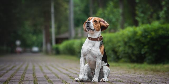 Beagle perro marrón y blanco