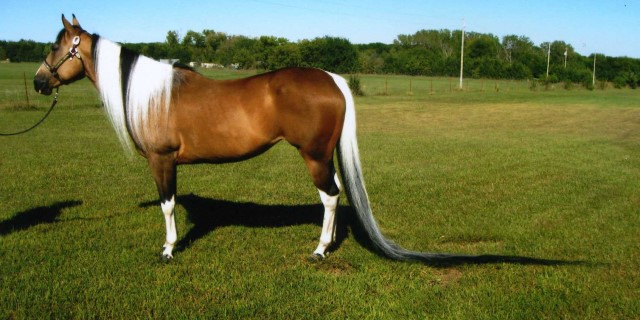 caballo con la cola más larga récord guinness