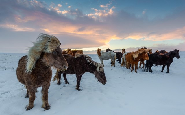 higiene de los caballos en invierno