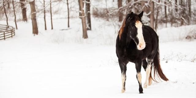 pautas para entrenar con caballos en invierno